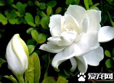 大叶牡丹栀子花期，栀子花期多久？