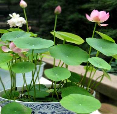 夏天适合种什么花地，夏天适合种什么花