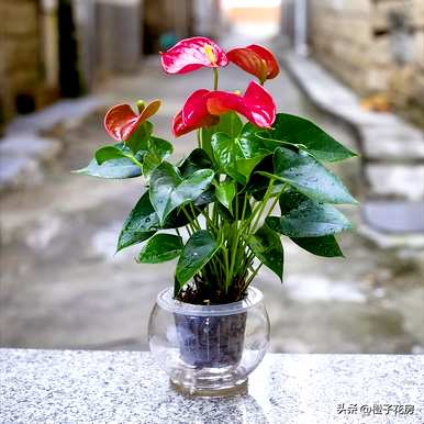 什么是水培花卉，花卉如何水培生根？