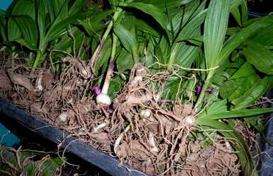 如何种植白芨，白芨种植季节