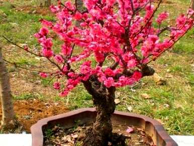 元江县花卉种植，花卉种植技术