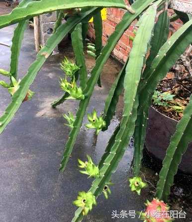 北方阳台盆栽火龙果冬季方法，如何种植火龙果阳台盆栽