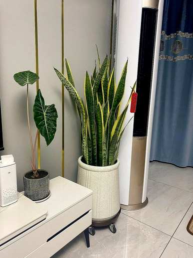 室内种植的绿色植物有哪些？适合大盆栽的室内绿色植物