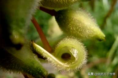 什么植物随风传播种子，什么植物传播种子？