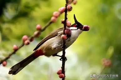 什么植物随风传播种子，什么植物传播种子？