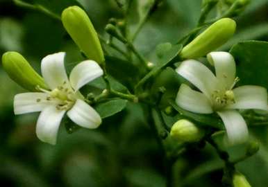 九里香花了几年才开花。九里香怎么养？