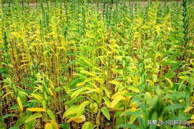 芝麻怎么种技术视频，芝麻什么时候种最好？