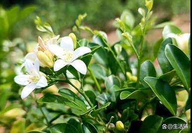 九里香花怎么养，九里香花怎么养？