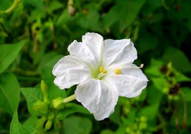 紫茉莉花什么时候开花？紫茉莉为什么不开花？