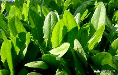 油麦菜何时种植，油麦菜种子种植方法