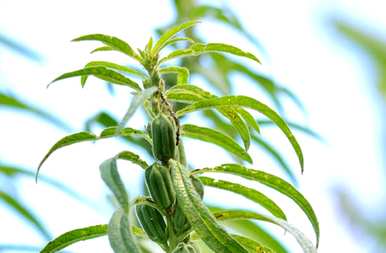 哪个季节最适合种芝麻，哪个季节最适合种芝麻？