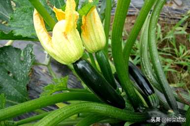 西葫芦什么时候种植最好？西葫芦种植高产技术细节