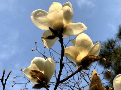 玉兰花什么时候开，玉兰花什么季节开？