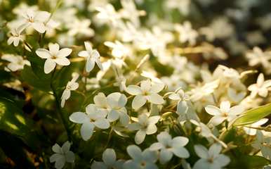 送茉莉花是什么意思？送茉莉花是什么意思？