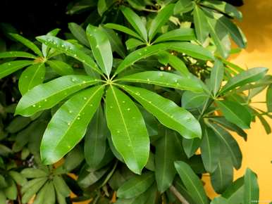 鸭脚木怎么养才茂盛，花鸭脚木不茂盛怎么办？