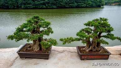 用什么土种植白蜡，用什么土种植白蜡？