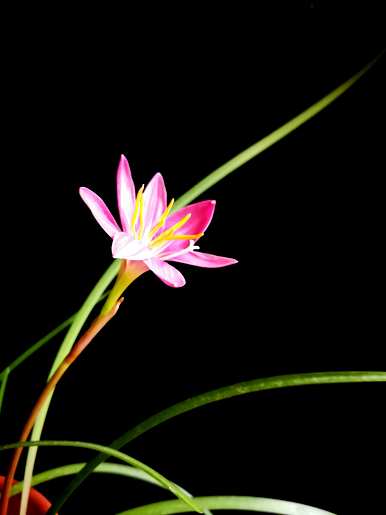 风雨兰花语和韭菜花语，风雨兰花语是什么？