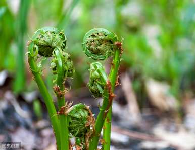 蕨类植物可以通过孢子繁殖，蕨类植物如何繁殖