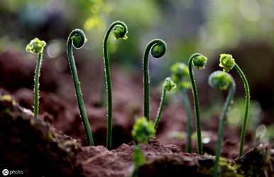 蕨类植物可以通过孢子繁殖，蕨类植物如何繁殖