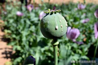 冰岛虞美人花种植，虞美人如何种植最好？