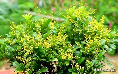 栀子花香还是茉莉花香，茉莉花和栀子花哪个香？