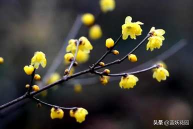 栀子花香还是茉莉花香，茉莉花和栀子花哪个香？