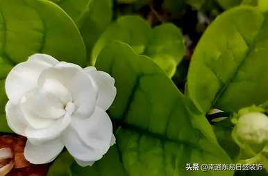 茉莉花晚上可以放在卧室里吗？茉莉花可以放在卧室里吗？