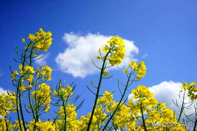 油菜花什么季节开，湖南油菜花什么季节开？