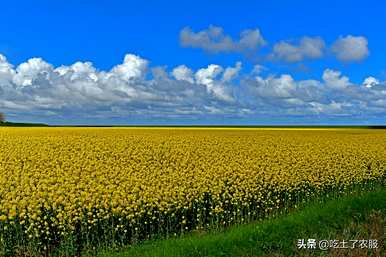 油菜花什么季节开，湖南油菜花什么季节开？