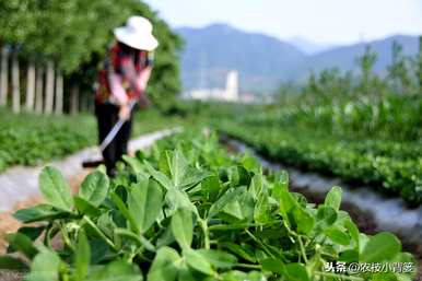 如何快速发芽花生，如何快速发芽花生？