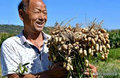 如何快速发芽花生，如何快速发芽花生？