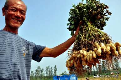 如何快速发芽花生，如何快速发芽花生？