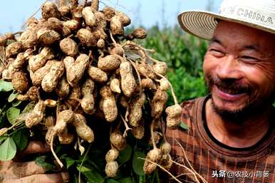 如何快速发芽花生，如何快速发芽花生？