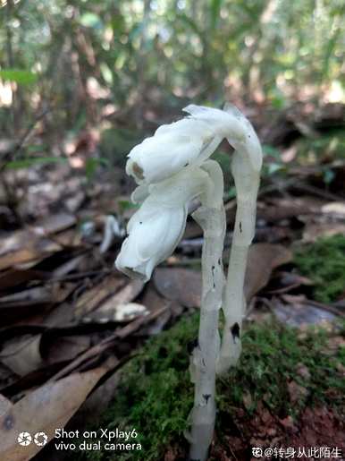 曼珠沙华彼岸花的寓意和意义，曼珠沙华彼岸花的寓意