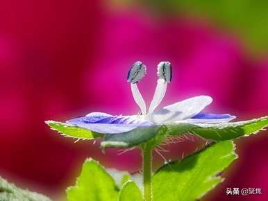 婆婆的花语，婆婆的花语