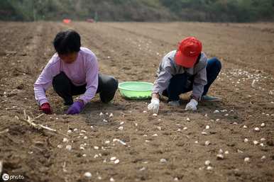 佛坪县大蒜种植时间和方法、大蒜种植时间和方法