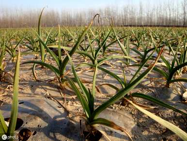 佛坪县大蒜种植时间和方法、大蒜种植时间和方法