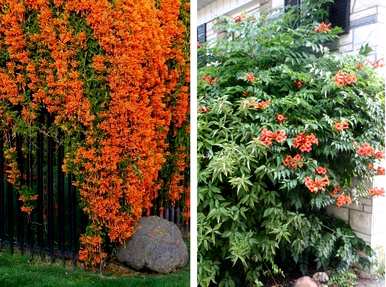 鞭炮花什么时候开花，鞭炮花种多久开花？