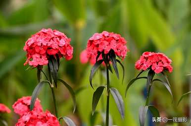 石竹梅的习性特征和花语，石竹梅花语全集