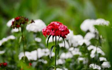 石竹梅的习性特征和花语，石竹梅花语全集