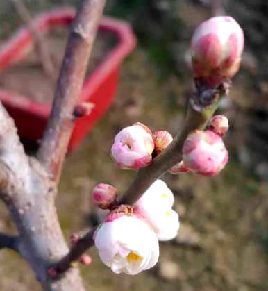 花中四君子指的是哪四种花，花中四君子中的四种花