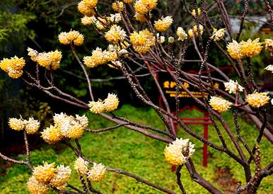 探春花冬天能冻死吗？探春花耐寒多少？