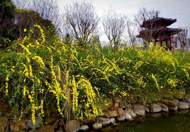 迎春花长什么样20字，迎春花长什么样？