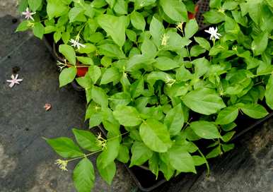 茉莉花冬天进屋前需要修剪，冬天可以修剪茉莉花吗？