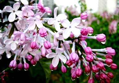 丁香花的设计元素有哪些特点？丁香花元素的设计