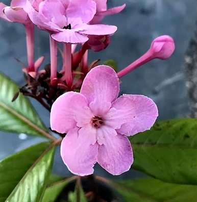 丁香花的设计元素有哪些特点？丁香花元素的设计