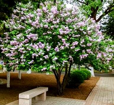 丁香花的设计元素有哪些特点？丁香花元素的设计