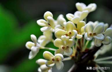 桂花种植土壤要求，桂花需要什么土壤？