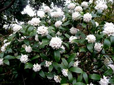 瑞香花期在什么时候开花？