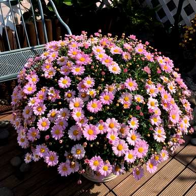 早春观花植物，粉色早春观花植物